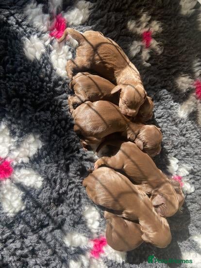 Sprocker dogs Litter of 6 sprocker spaniel puppies. - Advert 5