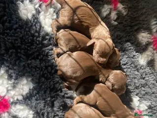 Sprocker dogs Litter of 6 sprocker spaniel puppies. - Advert 5