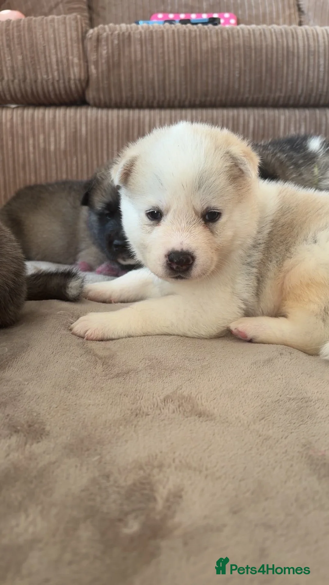 Akita dogs for sale: Akita pups  in Leek - Advert 2