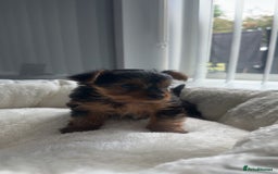 Yorkshire Terrier dogs for sale: Miniature Yorkshire terrier - Image 3