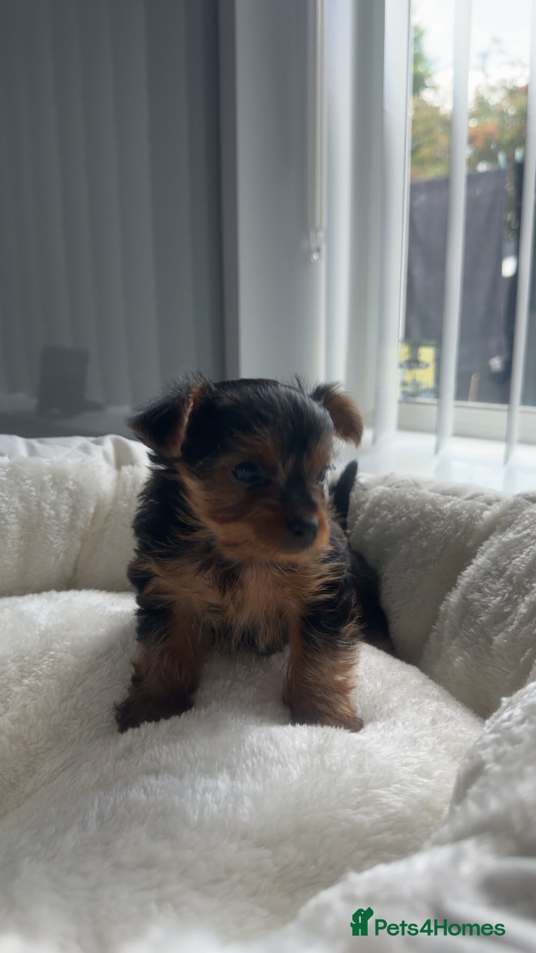 Yorkshire Terrier dogs for sale: Miniature Yorkshire terrier - Image 3
