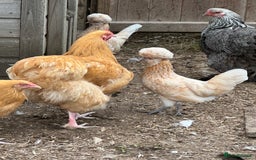 Chickens poultry for sale: Hybrids pure breeds point of lay hens chickens - Image 4