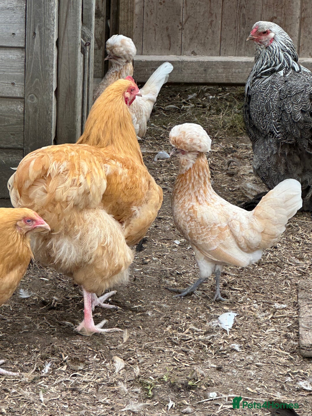 Chickens poultry for sale: Hybrids pure breeds point of lay hens chickens - Image 4