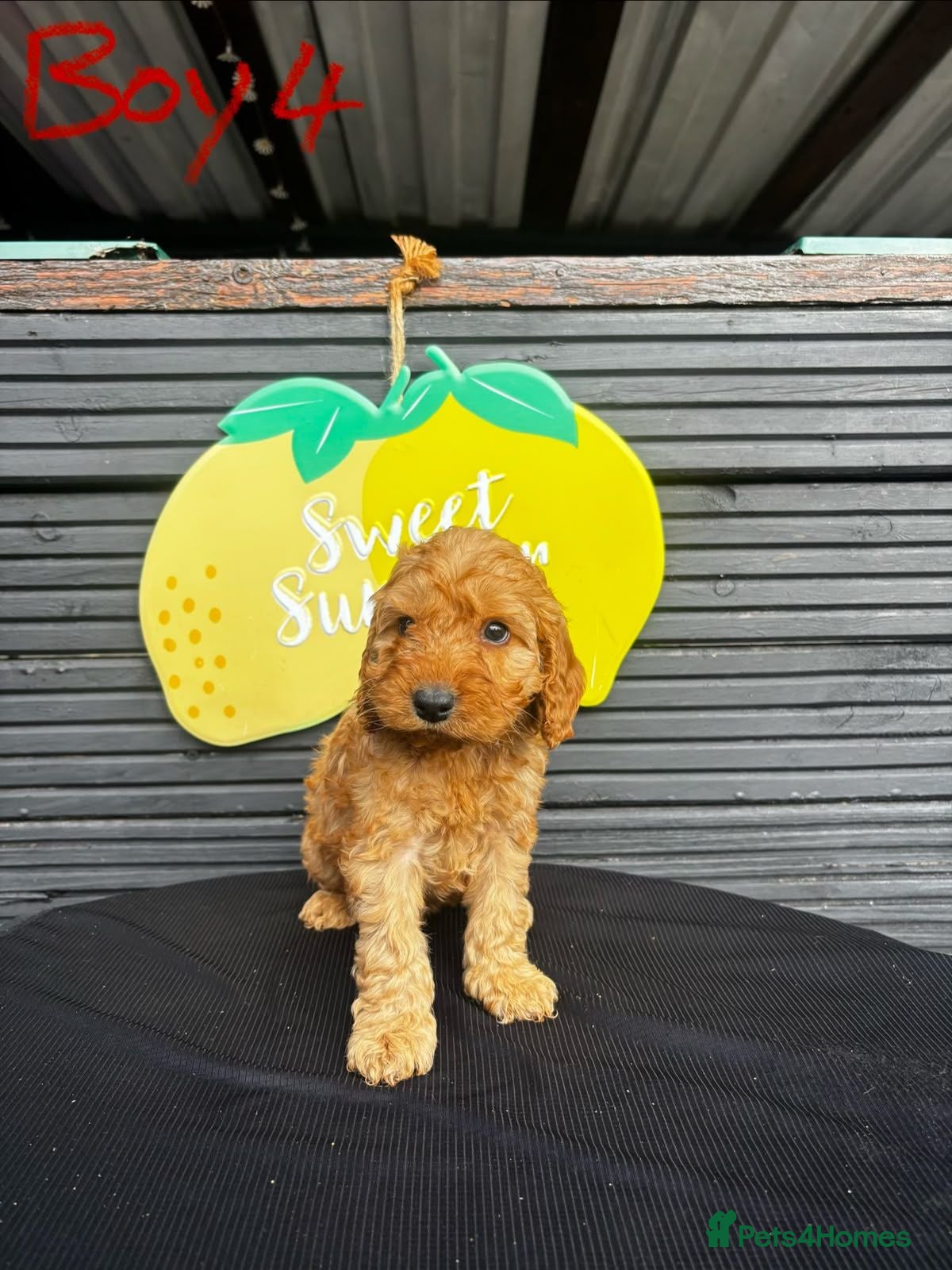 Cockapoo dogs STUNNING F1 COCKAPOO PUPPIES  - Advert 2