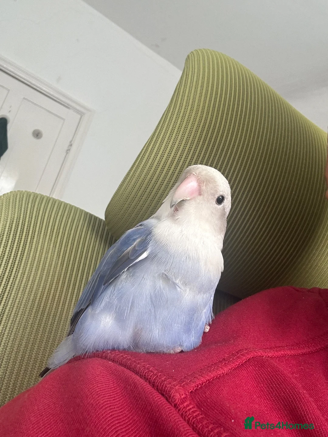 Lovebirds birds for sale: Sweet & Affectionate Female Lovebird For Sale - Advert 1