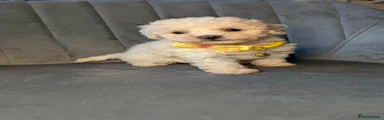 Maltipoo 3