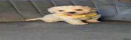 Maltipoo dogs for sale: Judy M - Advert 34