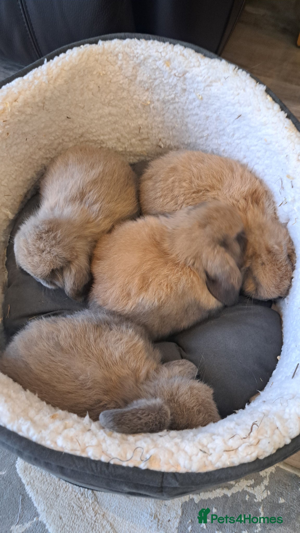 Mini Lop rabbits Mini lop babys - Advert 16