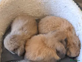 Mini Lop rabbits Mini lop babys - Advert 1
