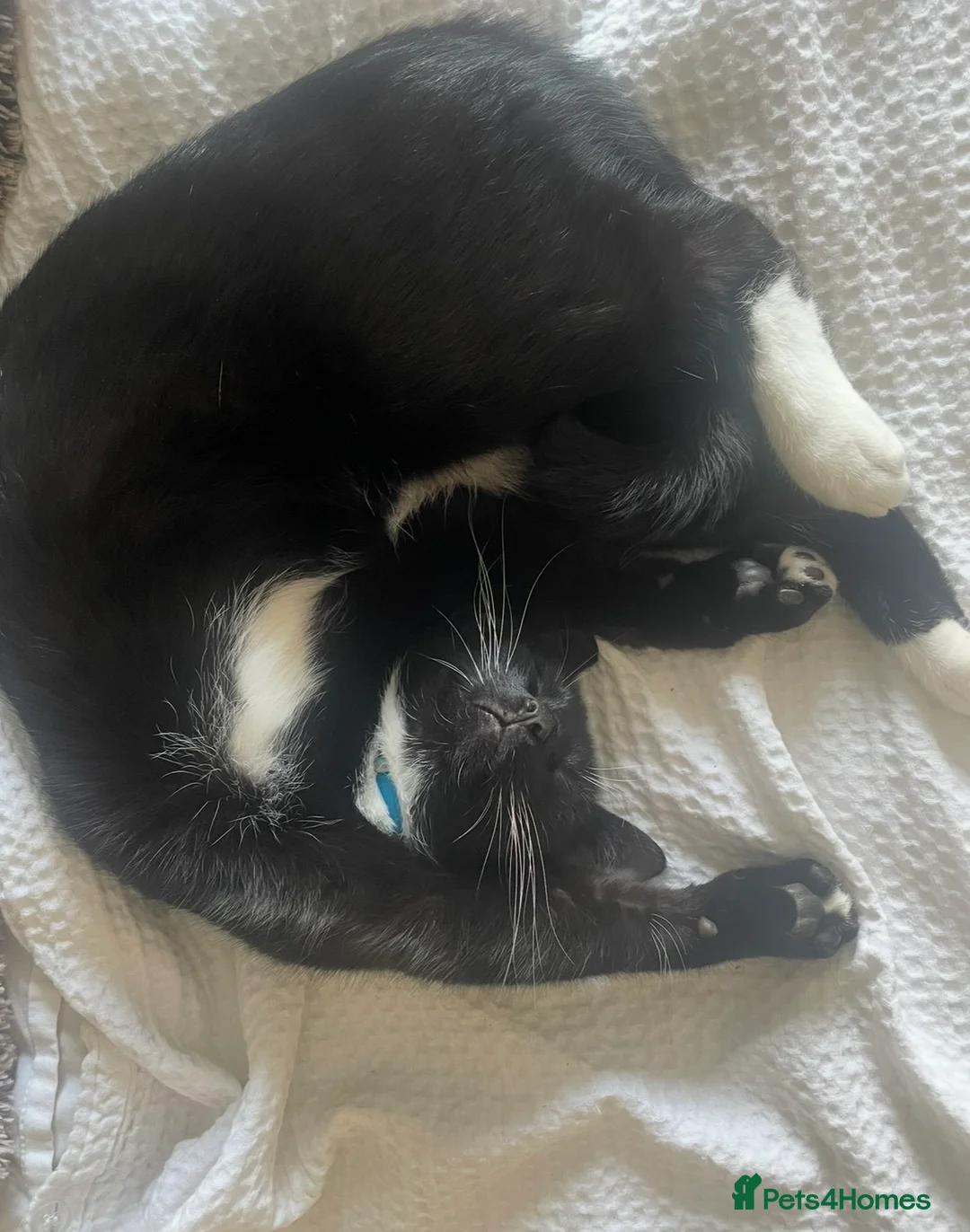 Domestic Shorthair cats for sale: Tuxedo Domestic shorthair  - Advert 2