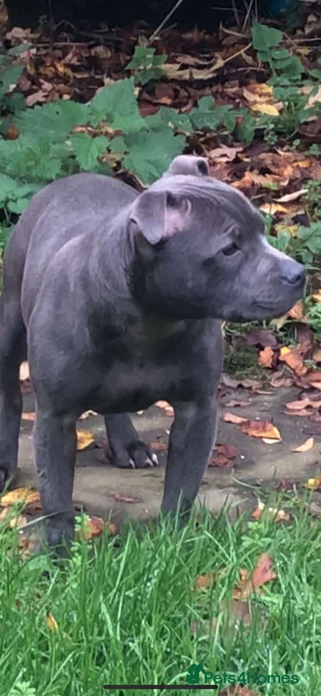 Staffordshire Bull Terrier dogs for sale: Beautiful solid blue staffy  - Advert 3