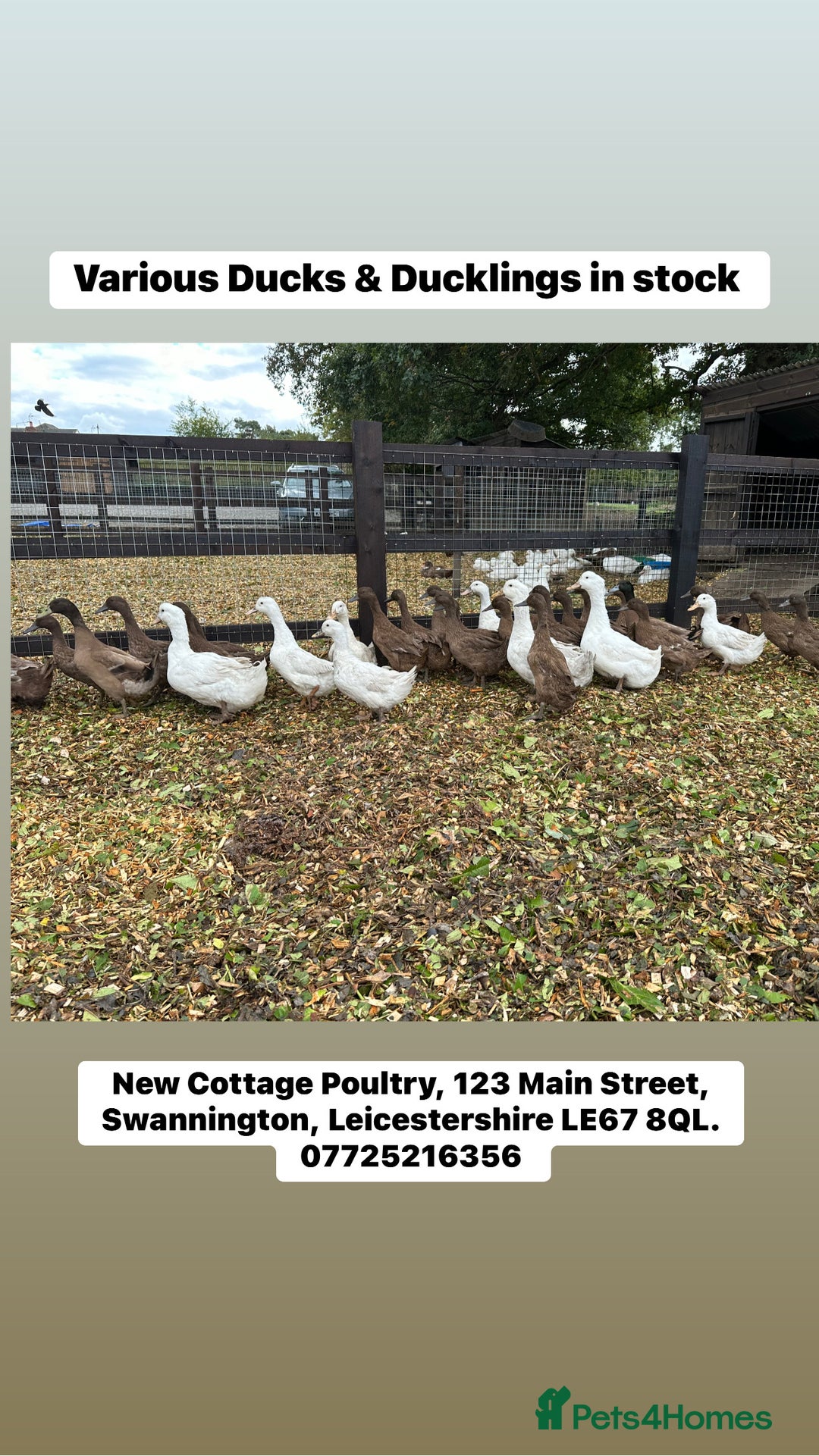 Ducks poultry for sale: Point of lay Ducks - Advert 1