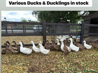 Ducks poultry Point of lay Ducks - Advert 1