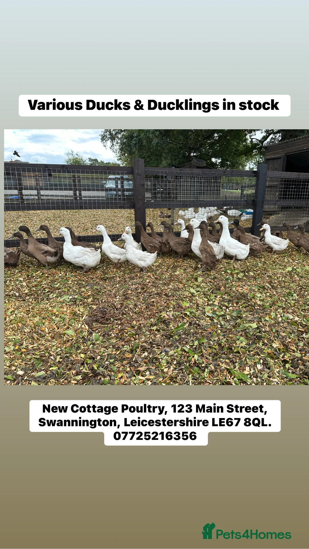 Ducks poultry for sale: Point of lay Ducks - Advert 1