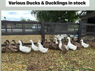 Ducks poultry Point of lay Ducks - Advert 8