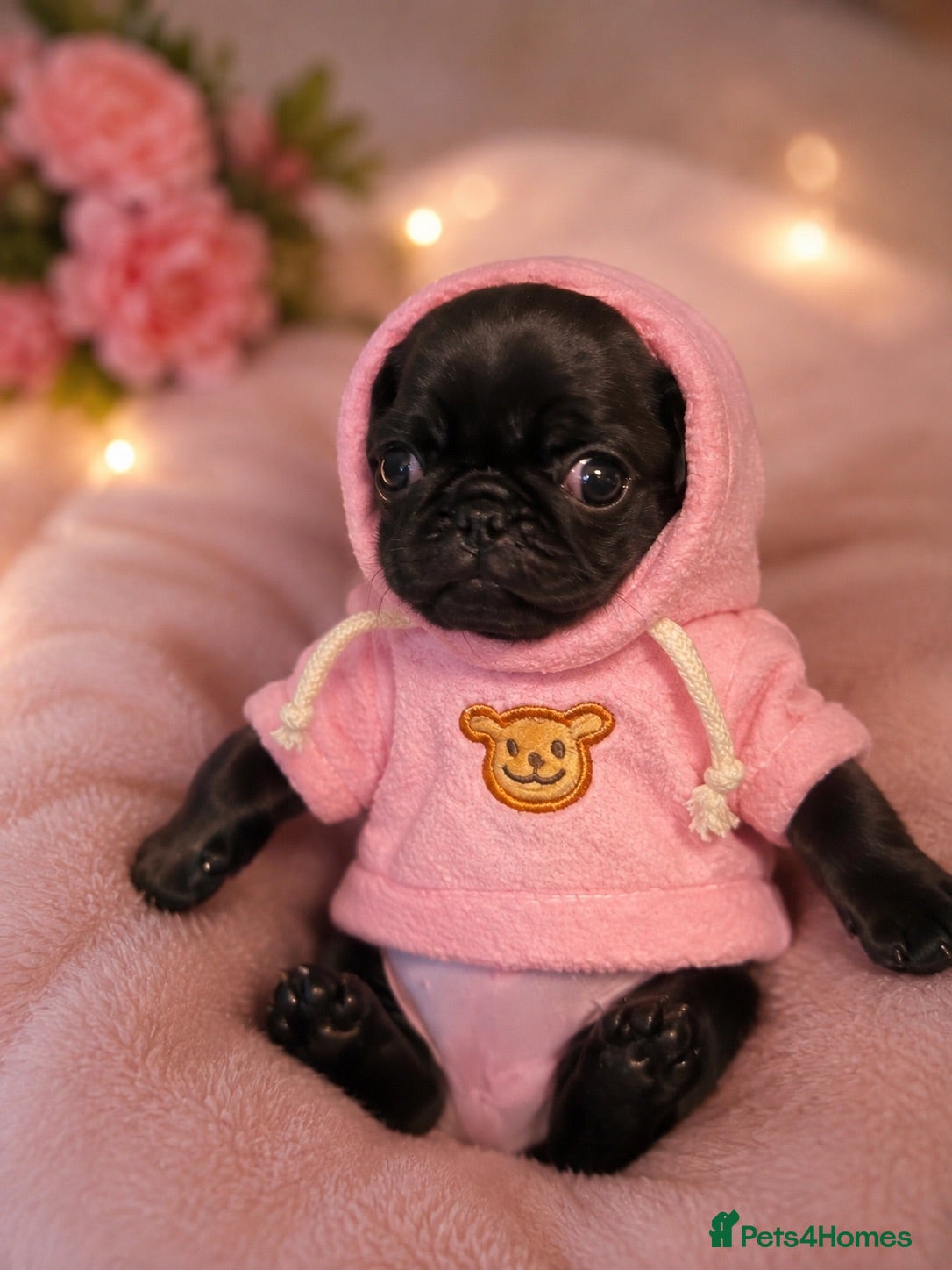 Pug dogs 🐾 Beautiful Pug Puppies   🐾 - Advert 2