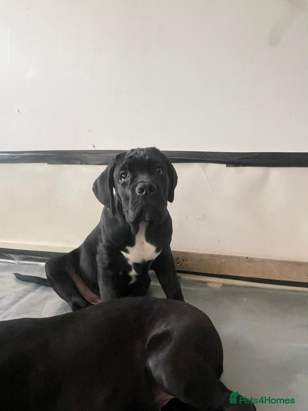 Cane Corso dogs for sale: Cane corso Russian champ bloodline puppies  - Advert 10