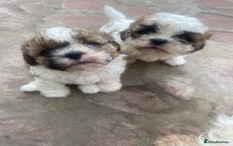 Shih Tzu dogs for sale: 1 beautiful shihtzu puppy  - Image 2