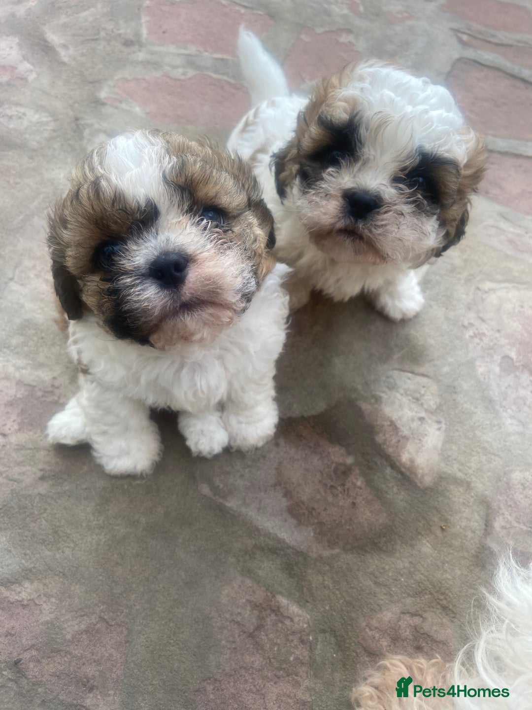 Shih Tzu dogs for sale: 1 beautiful shihtzu puppy  - Image 2