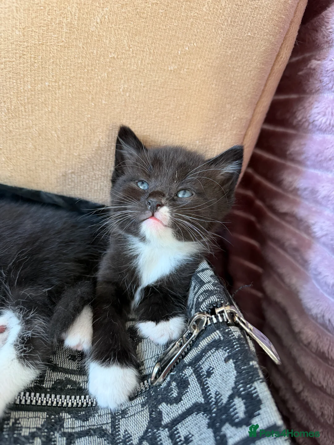 Mixed Breed cats for sale: 7 week old kittens for sale  - Advert 2