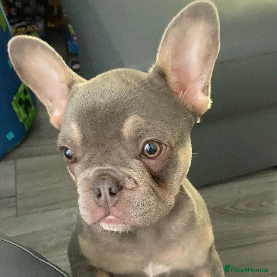 French Bulldog dogs for stud: LOKI “THE SON OF MISCHIEF” lilac Tan  in Coatbridge - Advert 9