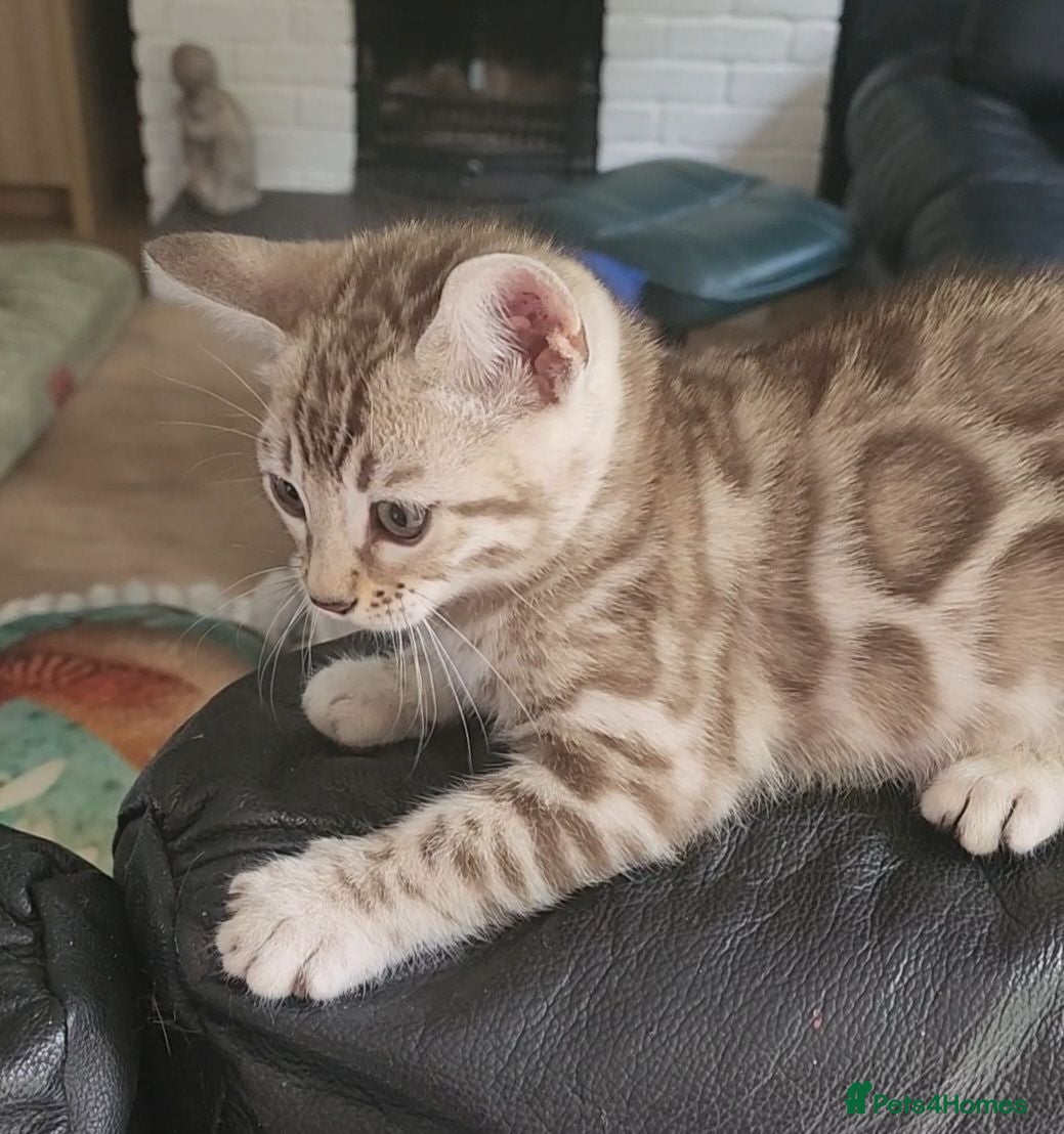 Bengal cats Firestorm Vespa's 1st litter pedigree kittens - Advert 2