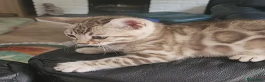 Bengal 2
