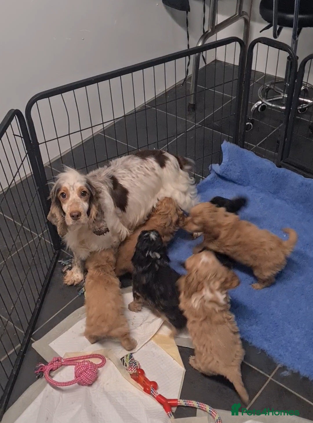 Cockapoo dogs for sale: Amazing F1 Mini Cockapoos  - Advert 13