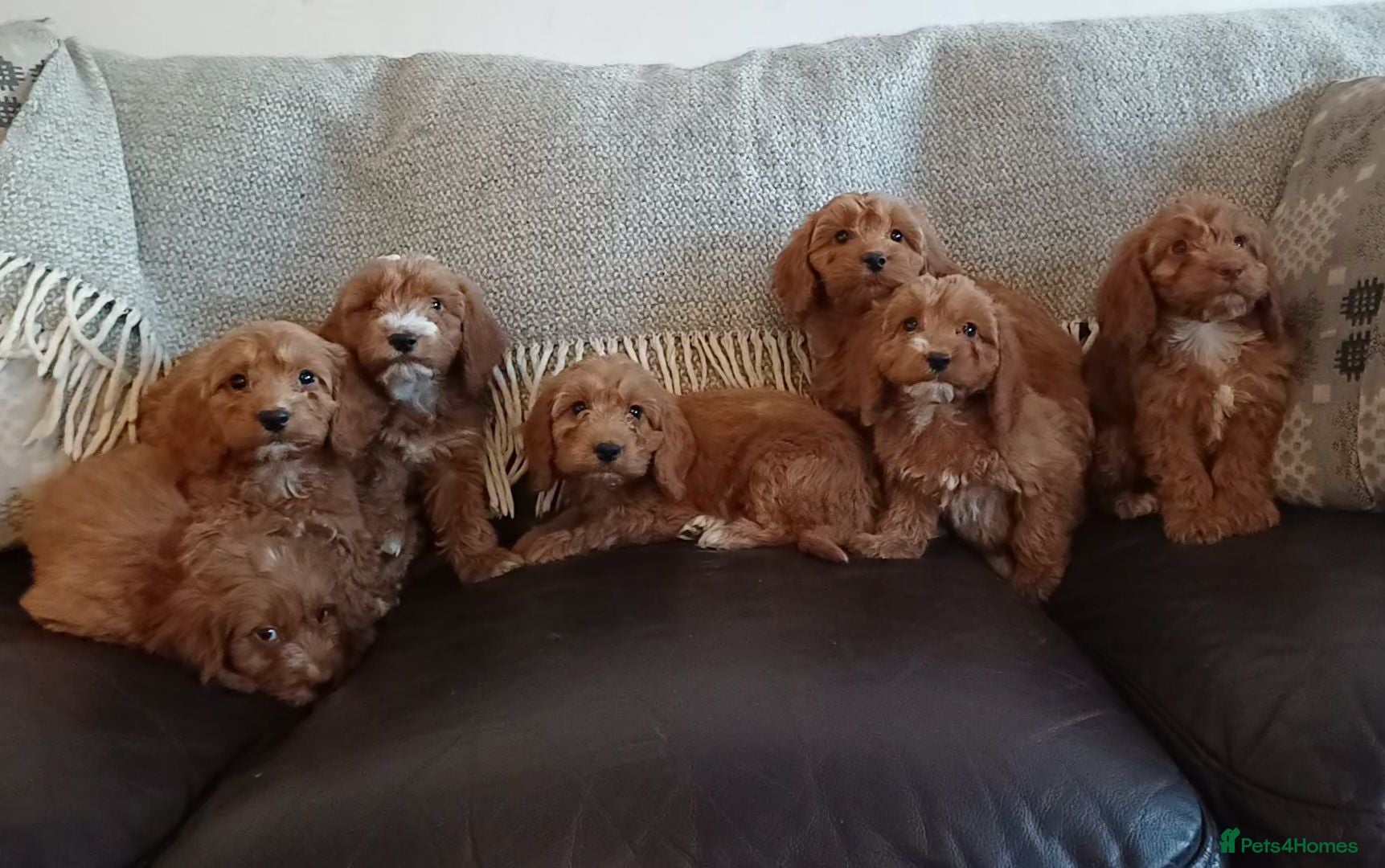 Cockapoo dogs Cockapoo puppies for sale - Advert 15