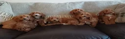 Cockapoo dogs for sale: Cockapoo puppies for sale - Advert 1
