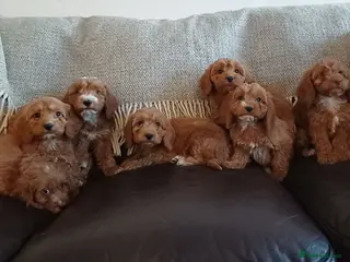 Cockapoo dogs Cockapoo puppies for sale - Advert 1