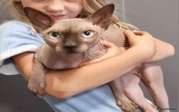 Sphynx cats for sale: Adult Canadian Sphynx for sale and Stud males  - Image 17