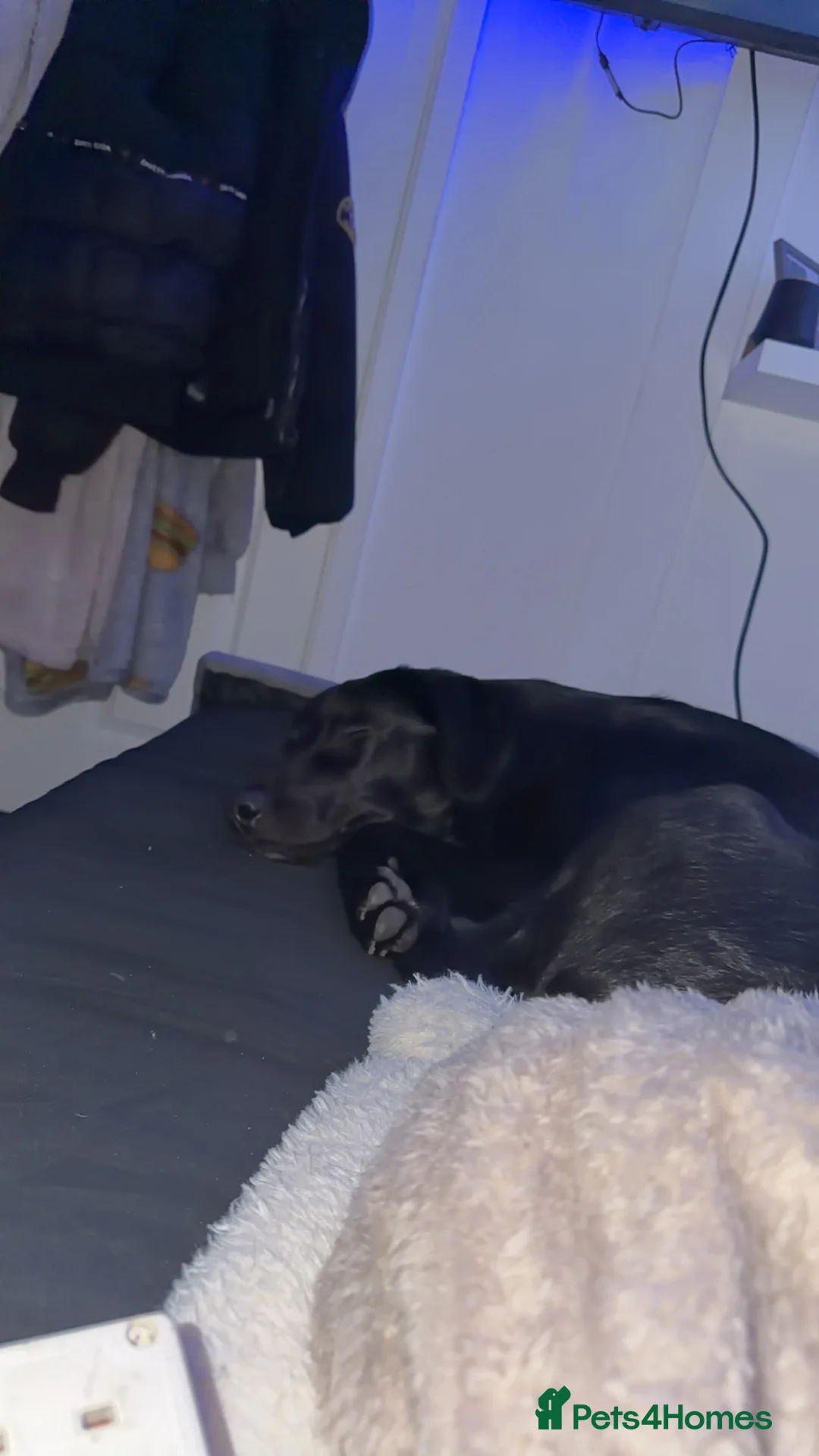 Borador dogs for adoption: Borador - Advert 6