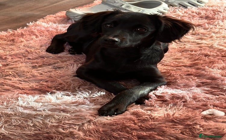 Mixed Breed dogs - Advert 1