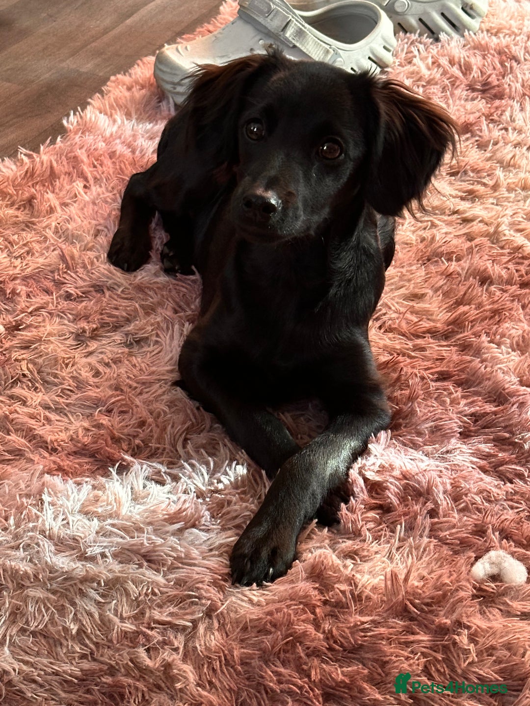 Mixed Breed dogs for sale: Jackapoo - Image 1