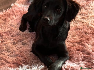 Mixed Breed dogs - Advert 13