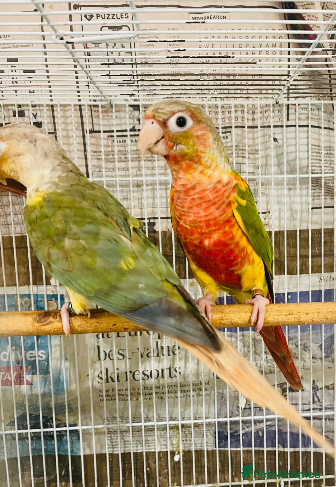 Conures birds for sale: Conures for sale  in Milton Keynes - Advert 1
