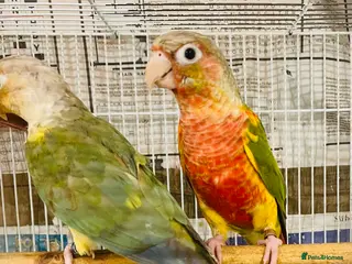 Conures birds Conures for sale - Advert 1
