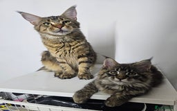 Maine Coon cats for sale: Pedigree Maine Coon boys from tested parents  - Image 5
