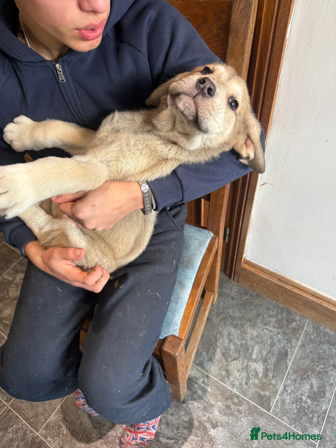 Mastiff dogs for sale: Registered Spanish mastiff puppies  - Advert 21