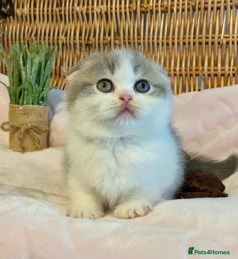 Scottish Fold cats 🧸😻CHAMPION LINE TICA REG SCOTTISH/BSH😻🧸 - Advert 2