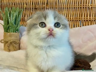 Scottish Fold cats 🧸😻CHAMPION LINE TICA REG SCOTTISH/BSH😻🧸 - Advert 2
