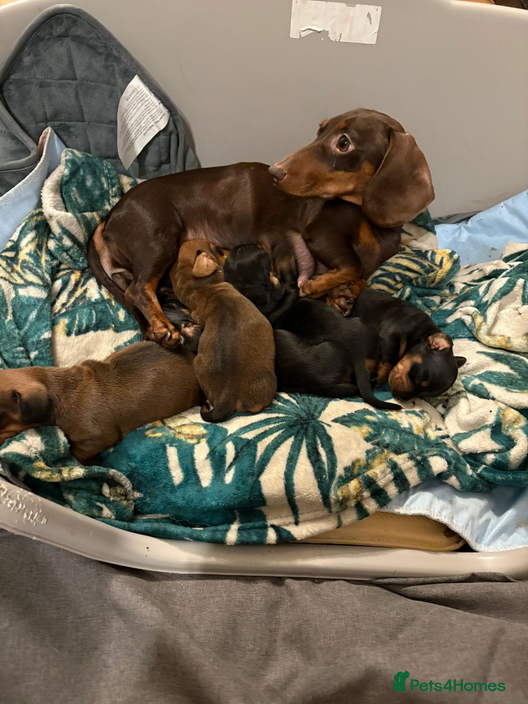 Dachshund dogs for sale: Miniature/standard dachshund puppies - Advert 6
