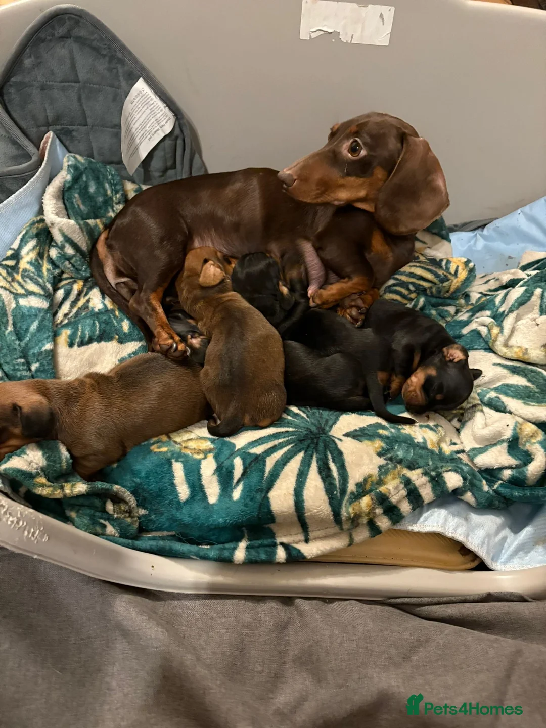 Dachshund dogs for sale: Miniature/standard dachshund puppies - Advert 4