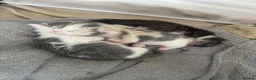 Mixed Breed cats for sale: Kittens for sale (grey girl left) in Honiton - Advert 7
