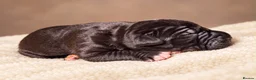 Great Dane dogs for sale: 🐾KC REGISTERED GREAT DANE PUPPIES — NORTHAMPTON🐾 - Advert 21