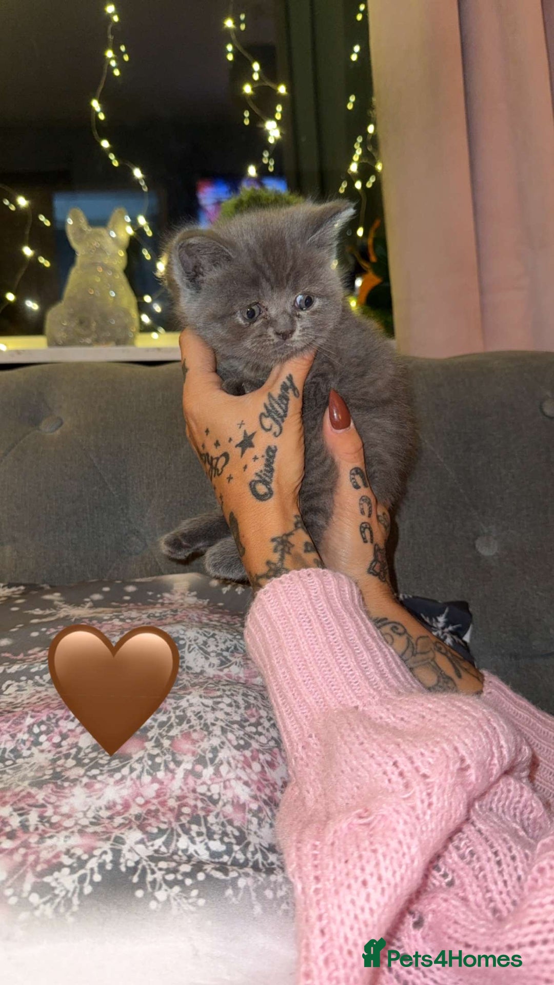 British Shorthair cats for sale: British Shorthair/Ragdoll - Advert 5