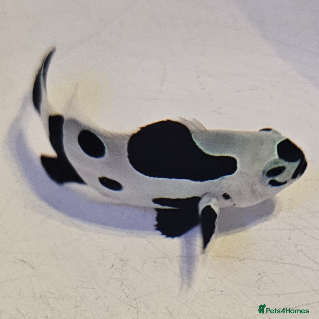 Other/Mixed Breed fish for sale: Designer Clownfish Pair (Frostbite & Black Storm) - Advert 7