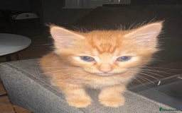 Mixed Breed cats for sale: 3  furbabies  looking for a forever home  - Image 4