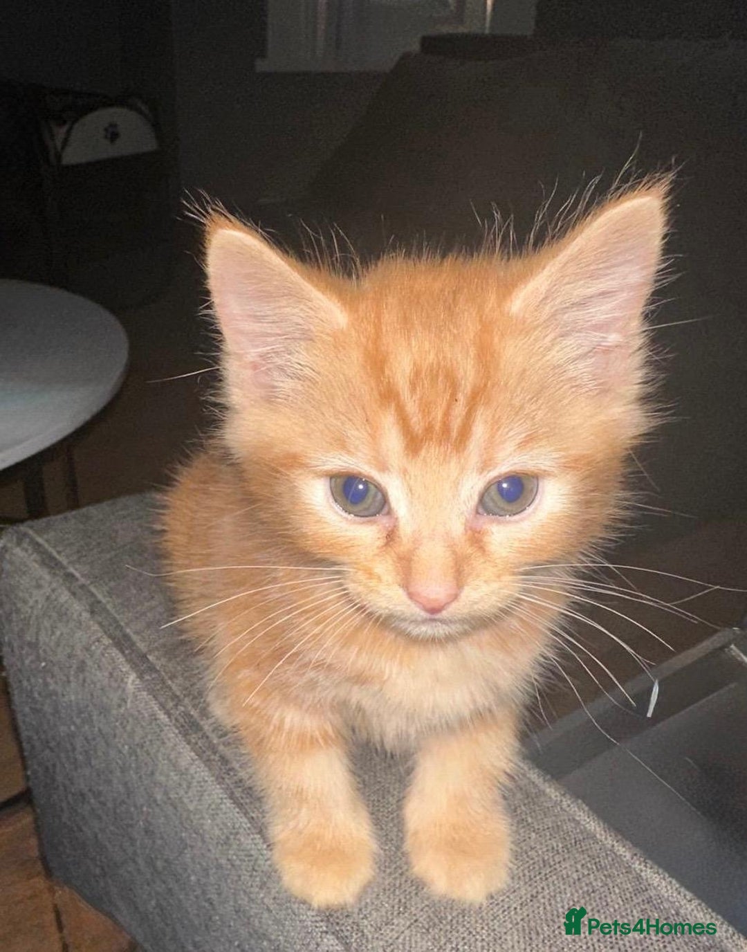 Mixed Breed cats for sale: 3  furbabies  looking for a forever home  - Image 4